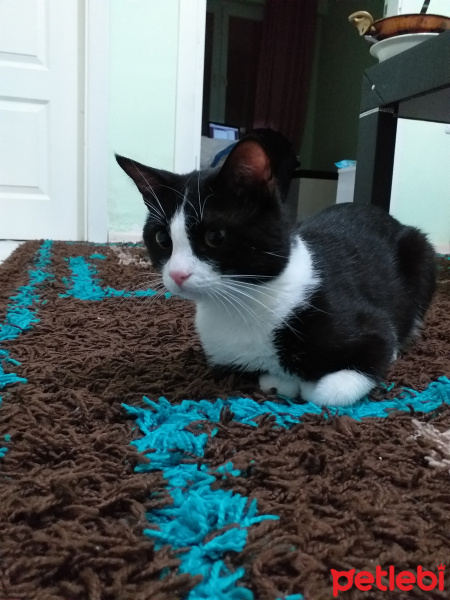 Tuxedo (Smokin) Kedi, Kedi  münir fotoğrafı