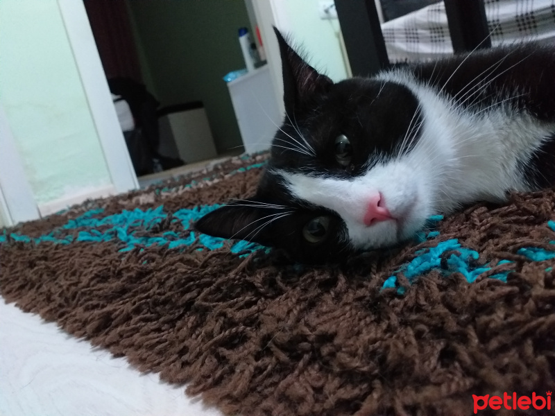 Tuxedo (Smokin) Kedi, Kedi  münir fotoğrafı