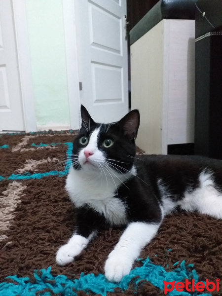 Tuxedo (Smokin) Kedi, Kedi  münir fotoğrafı