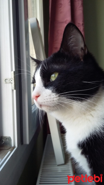 Tuxedo (Smokin) Kedi, Kedi  münir fotoğrafı