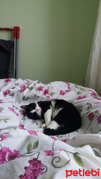 Tuxedo (Smokin) Kedi, Kedi  münir fotoğrafı