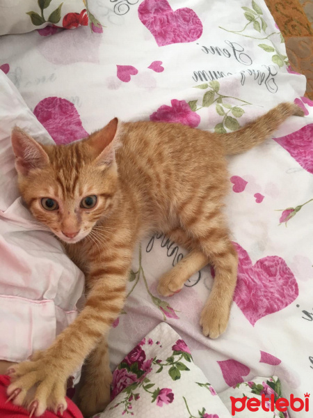 Sarman, Kedi  lucifer fotoğrafı