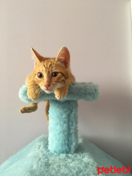 Sarman, Kedi  lucifer fotoğrafı