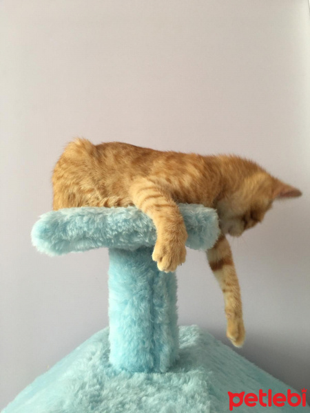 Sarman, Kedi  lucifer fotoğrafı