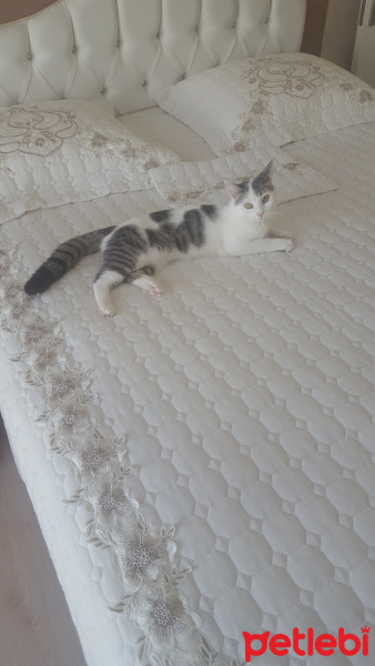 Tekir Kedi, Kedi  Frida fotoğrafı