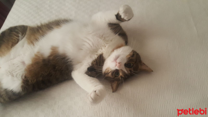 Tekir Kedi, Kedi  Paket fotoğrafı