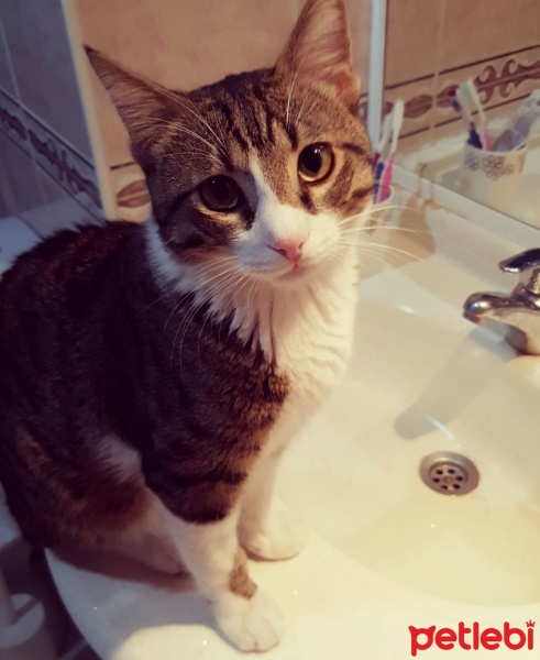 Tekir Kedi, Kedi  Paket fotoğrafı