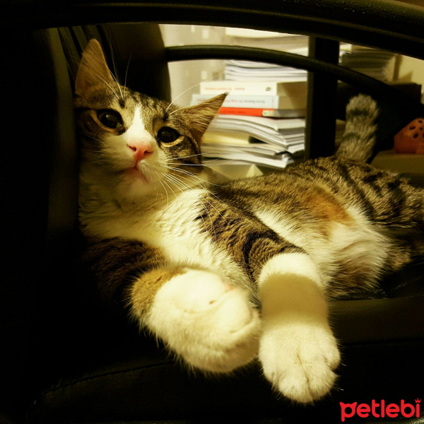 Tekir Kedi, Kedi  Paket fotoğrafı