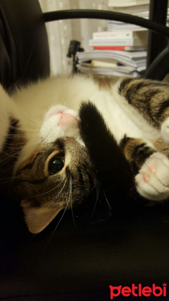 Tekir Kedi, Kedi  Paket fotoğrafı