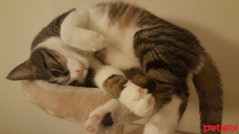 Tekir Kedi, Kedi  Paket fotoğrafı