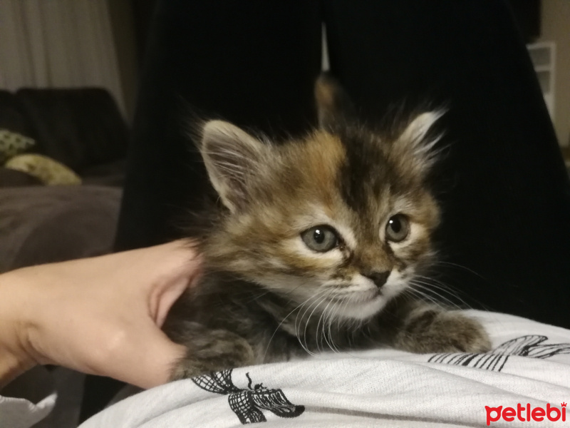 Tekir Kedi, Kedi  Portakal fotoğrafı