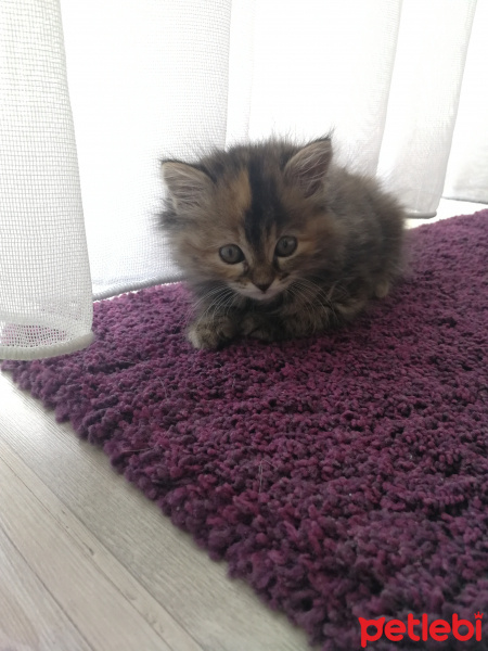 Tekir Kedi, Kedi  Portakal fotoğrafı