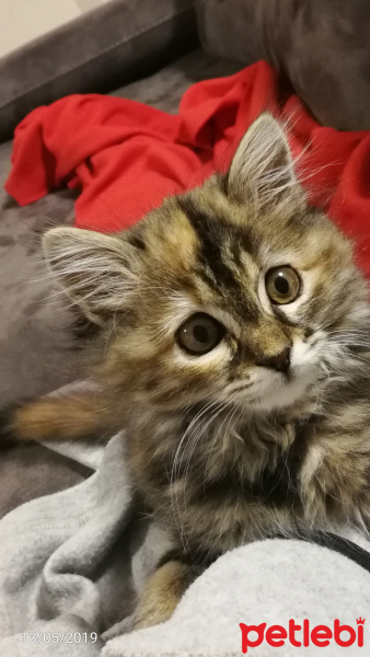 Tekir Kedi, Kedi  Portakal fotoğrafı