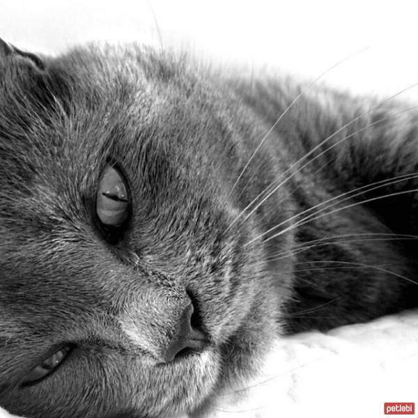 British Shorthair, Kedi  lokum fotoğrafı