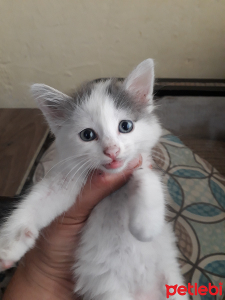 Tekir Kedi, Kedi  Mavis fotoğrafı