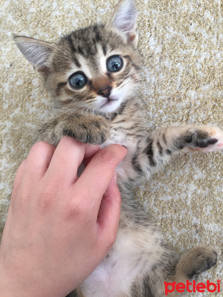 Tekir Kedi, Kedi  Gofret fotoğrafı