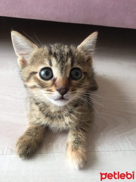 Tekir Kedi, Kedi  Gofret fotoğrafı