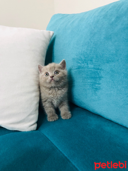 British Shorthair, Kedi  british shorthair fotoğrafı