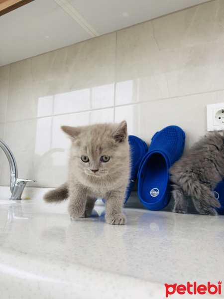 British Shorthair, Kedi  british shorthair fotoğrafı