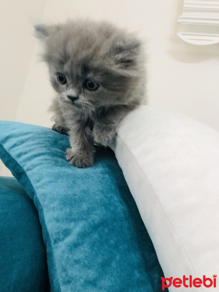 British Shorthair, Kedi  british shorthair fotoğrafı