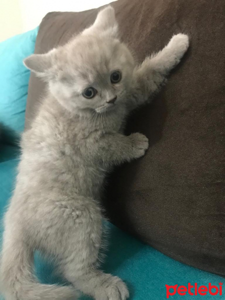 British Shorthair, Kedi  british shorthair fotoğrafı