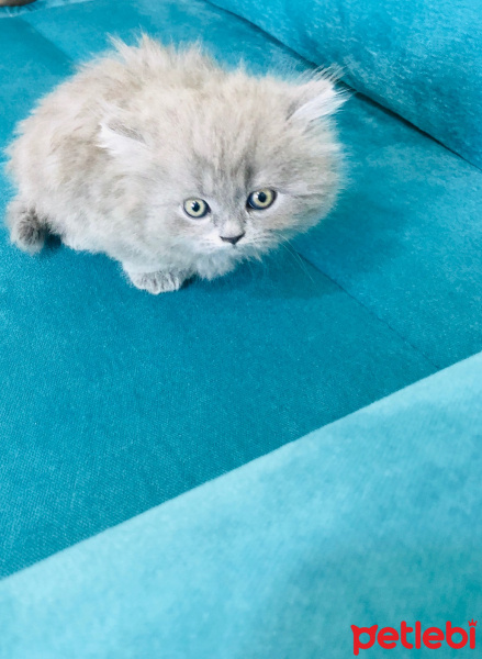 British Shorthair, Kedi  british shorthair fotoğrafı