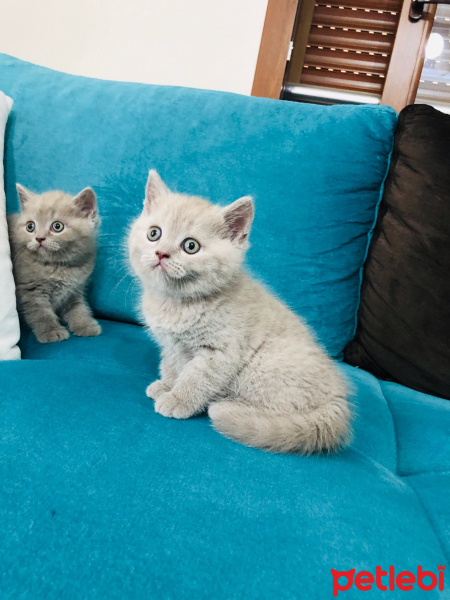 British Shorthair, Kedi  british shorthair fotoğrafı