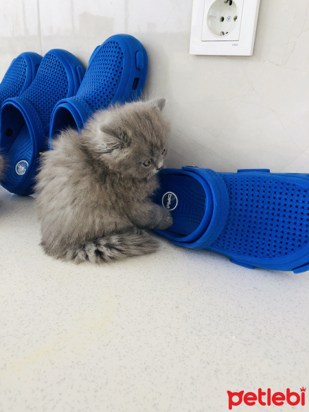 British Shorthair, Kedi  british shorthair fotoğrafı