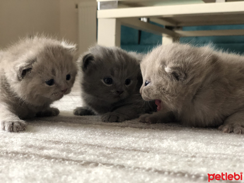 British Shorthair, Kedi  british shorthair fotoğrafı