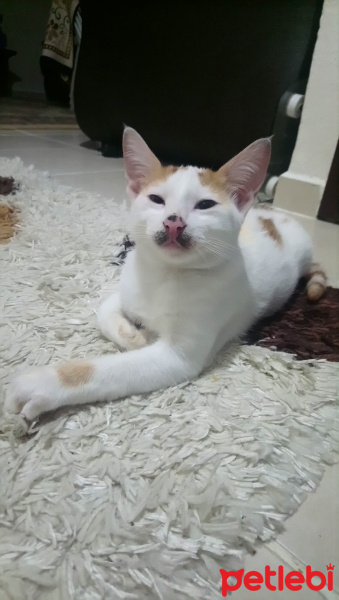 Tekir Kedi, Kedi  Şeker fotoğrafı