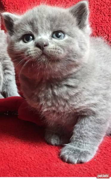 British Shorthair, Kedi  Maylo fotoğrafı