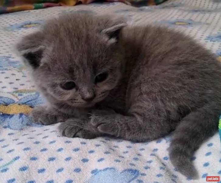 British Shorthair, Kedi  Maylo fotoğrafı