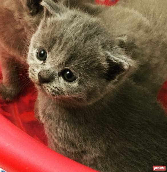 British Shorthair, Kedi  Maylo fotoğrafı