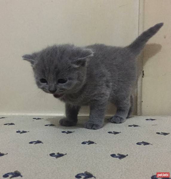 British Shorthair, Kedi  Maylo fotoğrafı