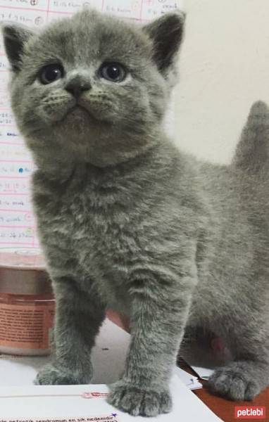 British Shorthair, Kedi  Maylo fotoğrafı