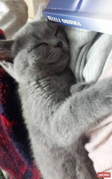 British Shorthair, Kedi  Maylo fotoğrafı