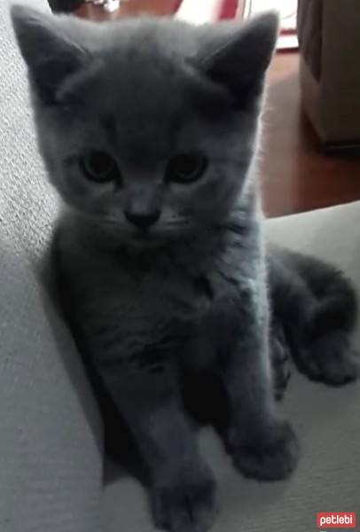 British Shorthair, Kedi  Maylo fotoğrafı