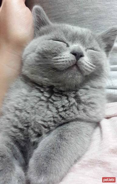 British Shorthair, Kedi  Maylo fotoğrafı