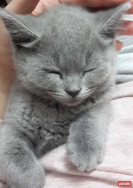 British Shorthair, Kedi  Maylo fotoğrafı