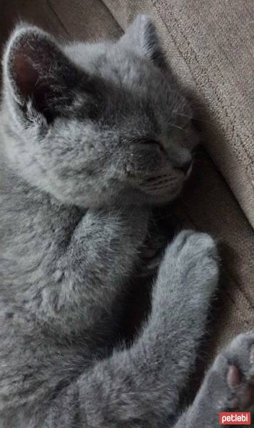 British Shorthair, Kedi  Maylo fotoğrafı