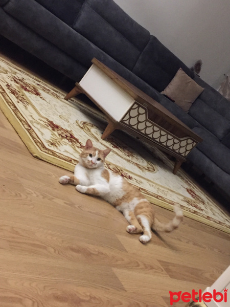 Tekir Kedi, Kedi  kaju fotoğrafı