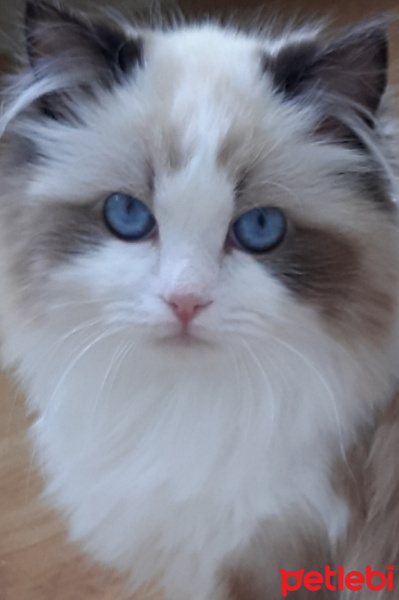 Ragdoll, Kedi  Leo fotoğrafı