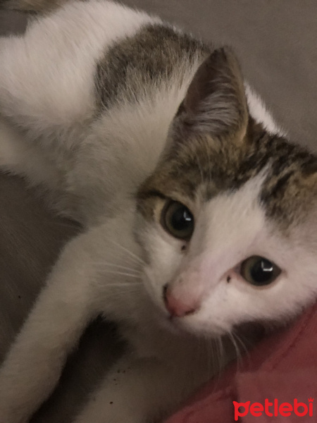 Tekir Kedi, Kedi  Dost fotoğrafı