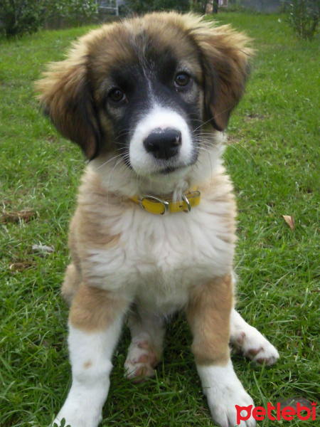 Sokö (Sokak Köpeği), Köpek  raxy fotoğrafı