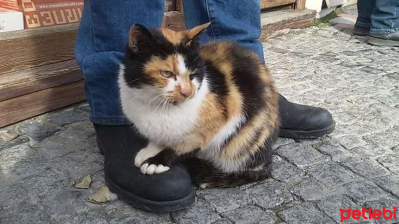 Tekir Kedi, Kedi  shiva fotoğrafı