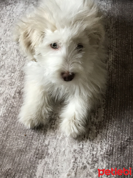 Maltese, Köpek  Pamuk fotoğrafı