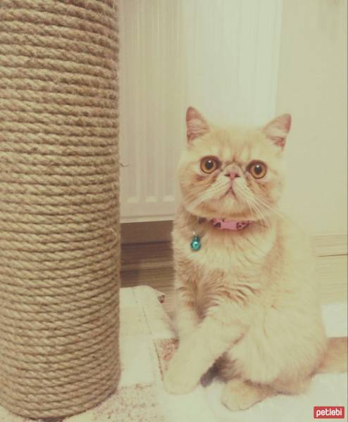 Exotic Shorthair, Kedi  Pumpkin fotoğrafı