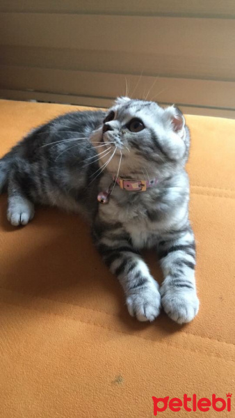 Scottish Fold, Kedi  Luna fotoğrafı