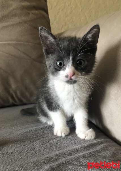 Tekir Kedi, Kedi  Markopaşa fotoğrafı