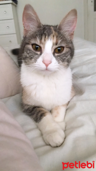 Nebelung, Kedi  Şanti fotoğrafı